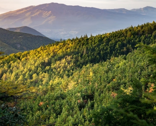 Verra �l(f��)�����(xi��ng)�µ� VCS �����Թ���